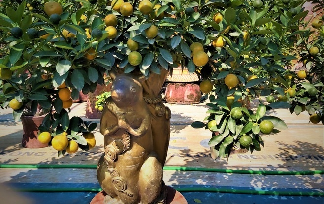 'Chuot vang cong quat' xuat hien phuc vu Tet o Ha Noi hinh anh