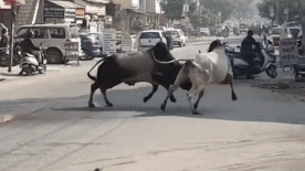 Cap bo tot hung han vat nhau du doi, huc nga xe may hinh anh