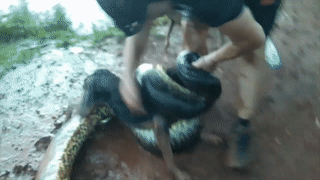 Giai cuu chu cho bi tran Anaconda dai 4 m siet chat hinh anh