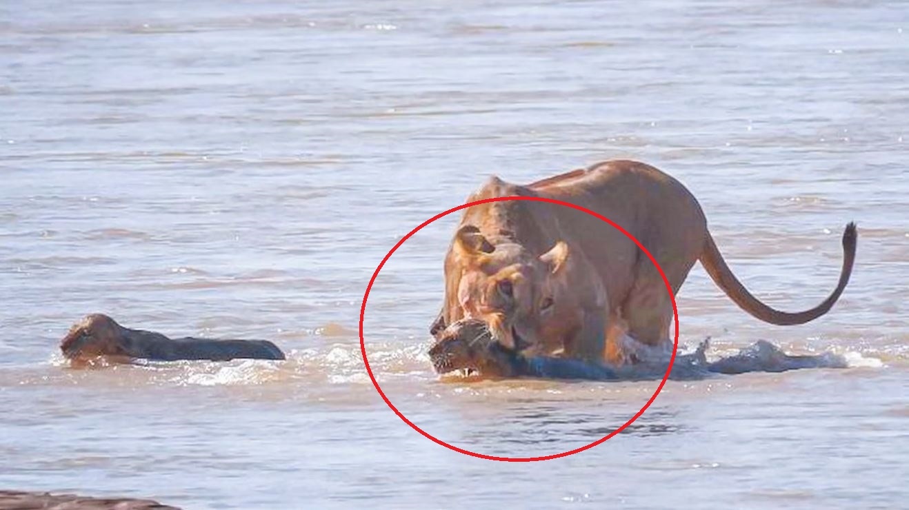 Su tu me tum lay dan con, bang qua song day ca sau hinh anh