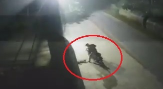 Trom cho giua khuya hinh anh