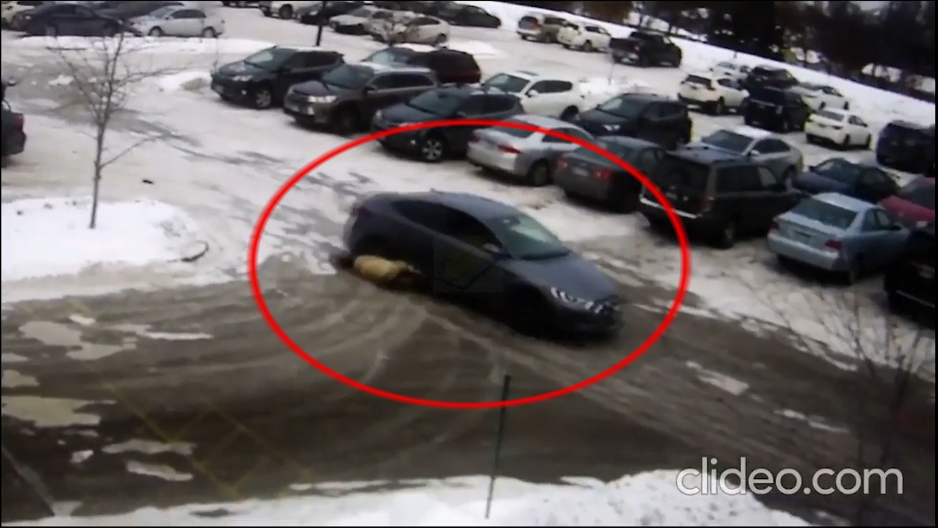 Nguoi phu nu bi xe keo le 75 m sau khi bi ke cuop giat vi hinh anh