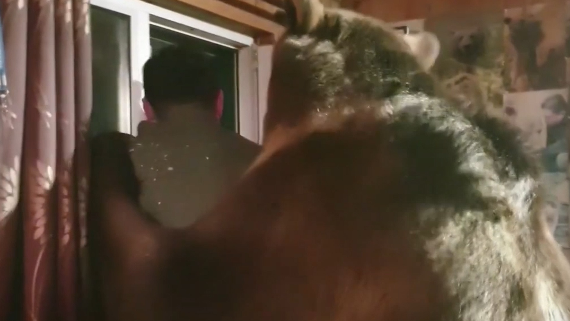 Chu gau khoac vai nguoi dan ong cung ngam duong pho Nga hinh anh