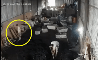 Nguoi dan ong di chan dat bi dien giat cung nguoi hinh anh