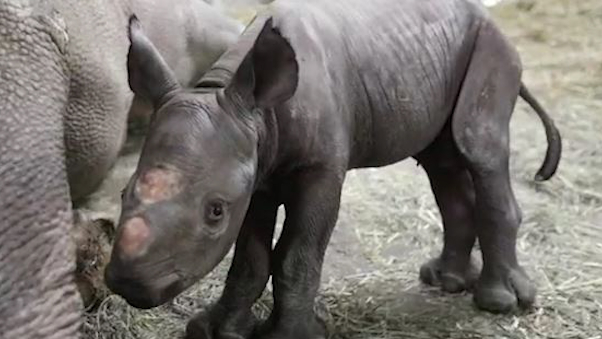 Te giac den sieu hiem chao doi o vuon thu Michigan vao dem Giang sinh hinh anh