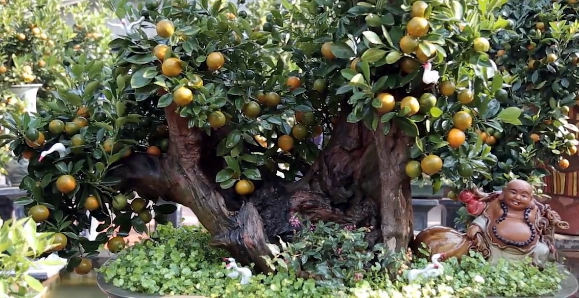 Quat ghep go lua gia den 50 trieu dong/chau phuc vu Tet o Ha Noi hinh anh