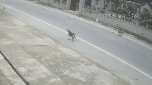 Xe may nga nhao xuong duong vi tranh cho tha rong hinh anh