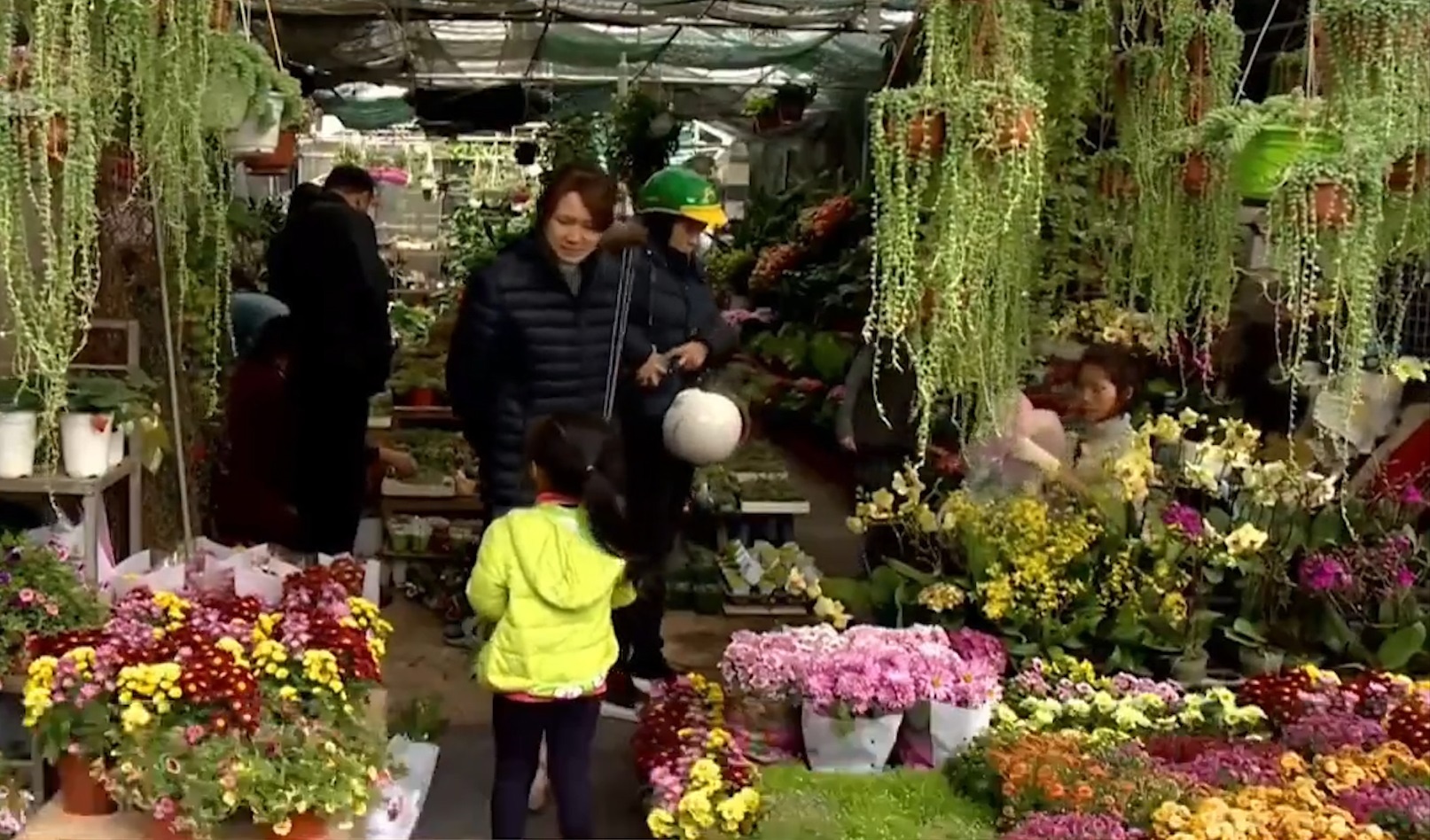 Xuat hien nhieu mau cay la phuc vu Tet Nguyen dan hinh anh