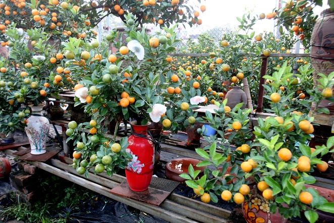 Quat bonsai co qua hinh 'dinh vang' doc dao o Ha Noi hinh anh