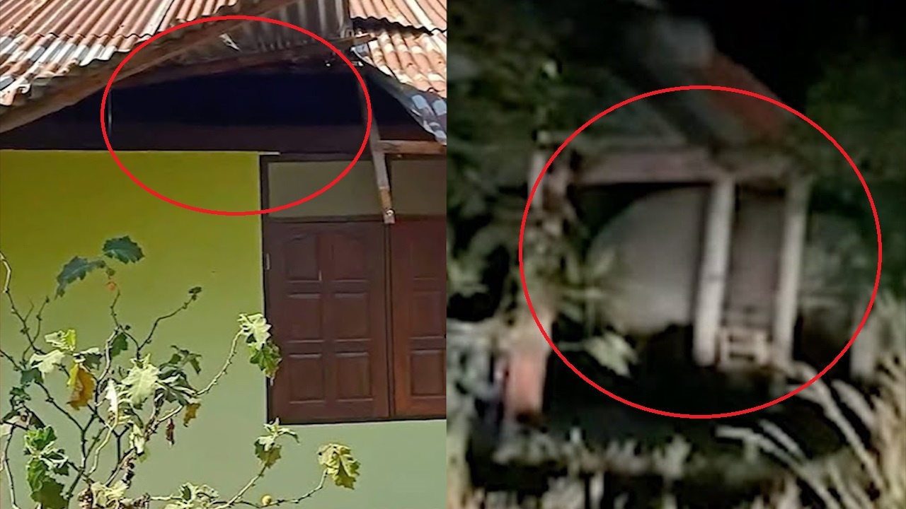 Voi lao vao nha dan trom gao trong dem hinh anh