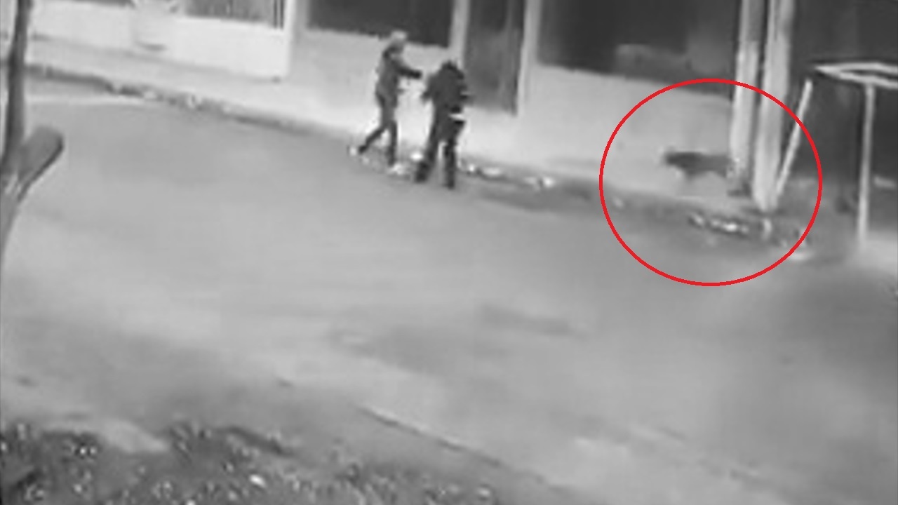 Cho ruot duoi ten cuop, bao ve nguoi di duong hinh anh