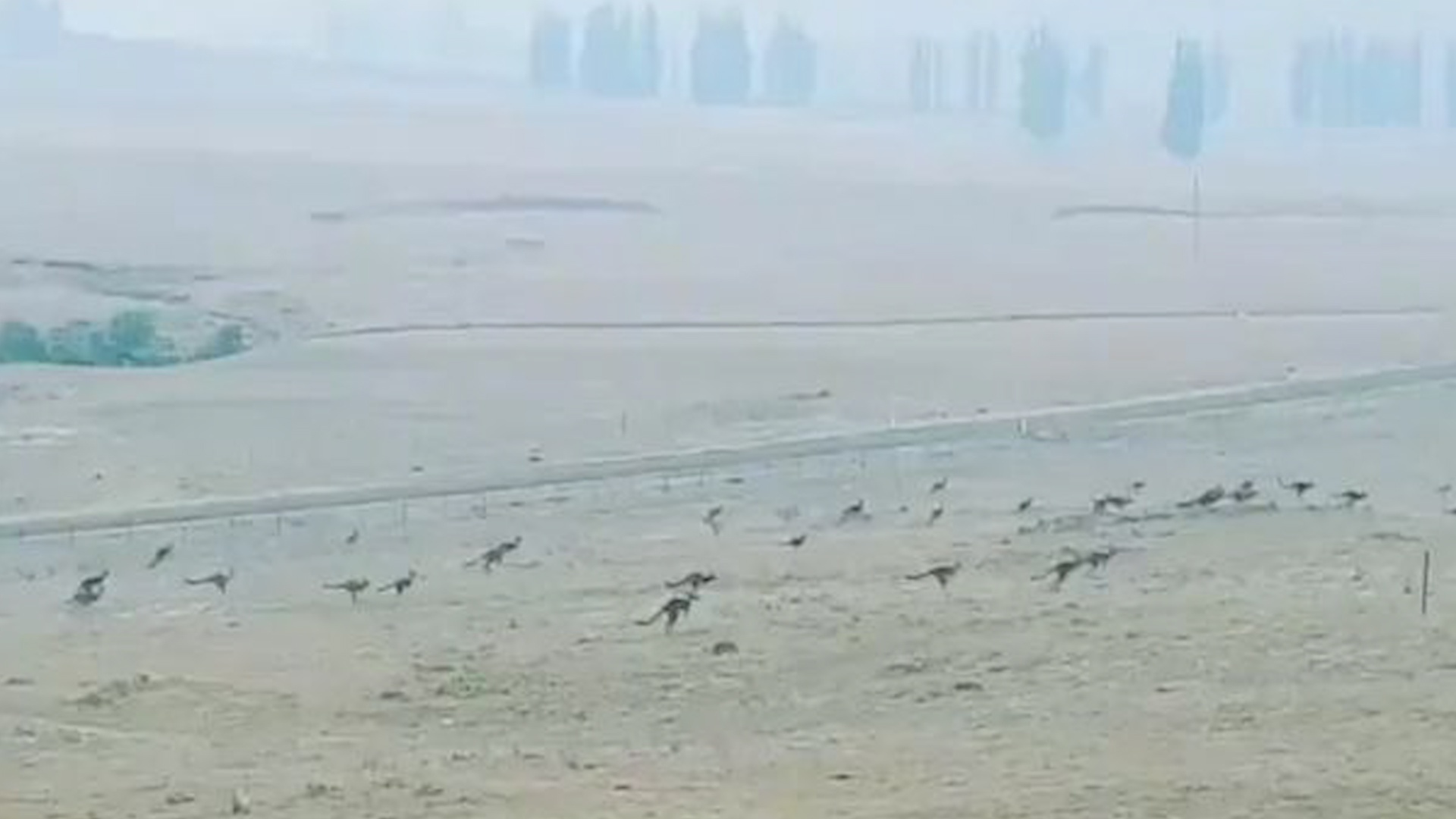 Kangaroo nhay qua canh dong day khoi, chay tron khoi dam chay rung hinh anh