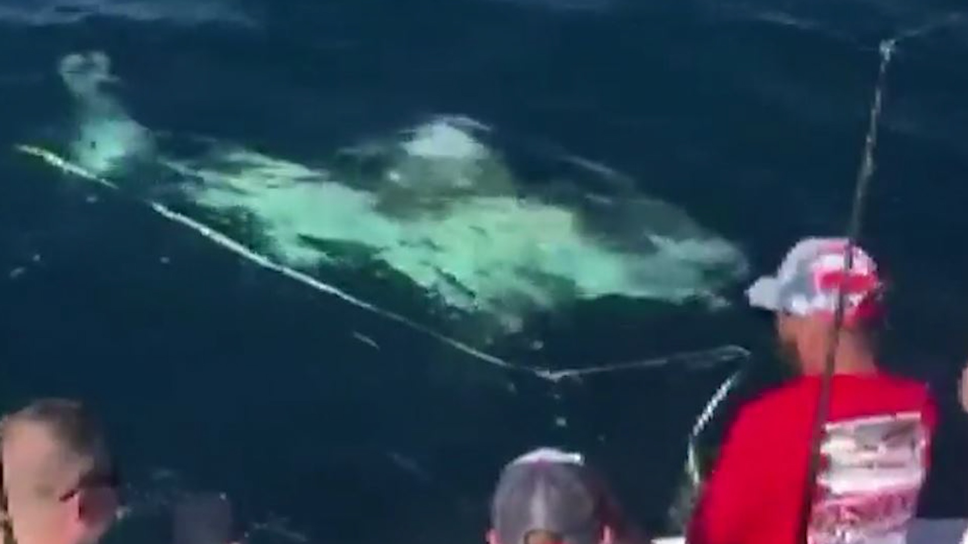 Ngu dan cau duoc ca map trang dai 4 m o Florida hinh anh