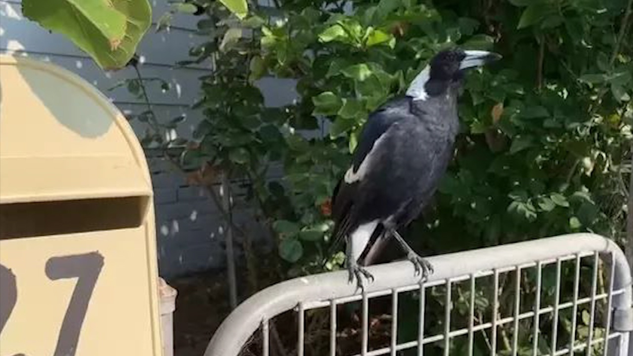 Chim nhay tieng coi hu trong vu chay rung o Australia hinh anh