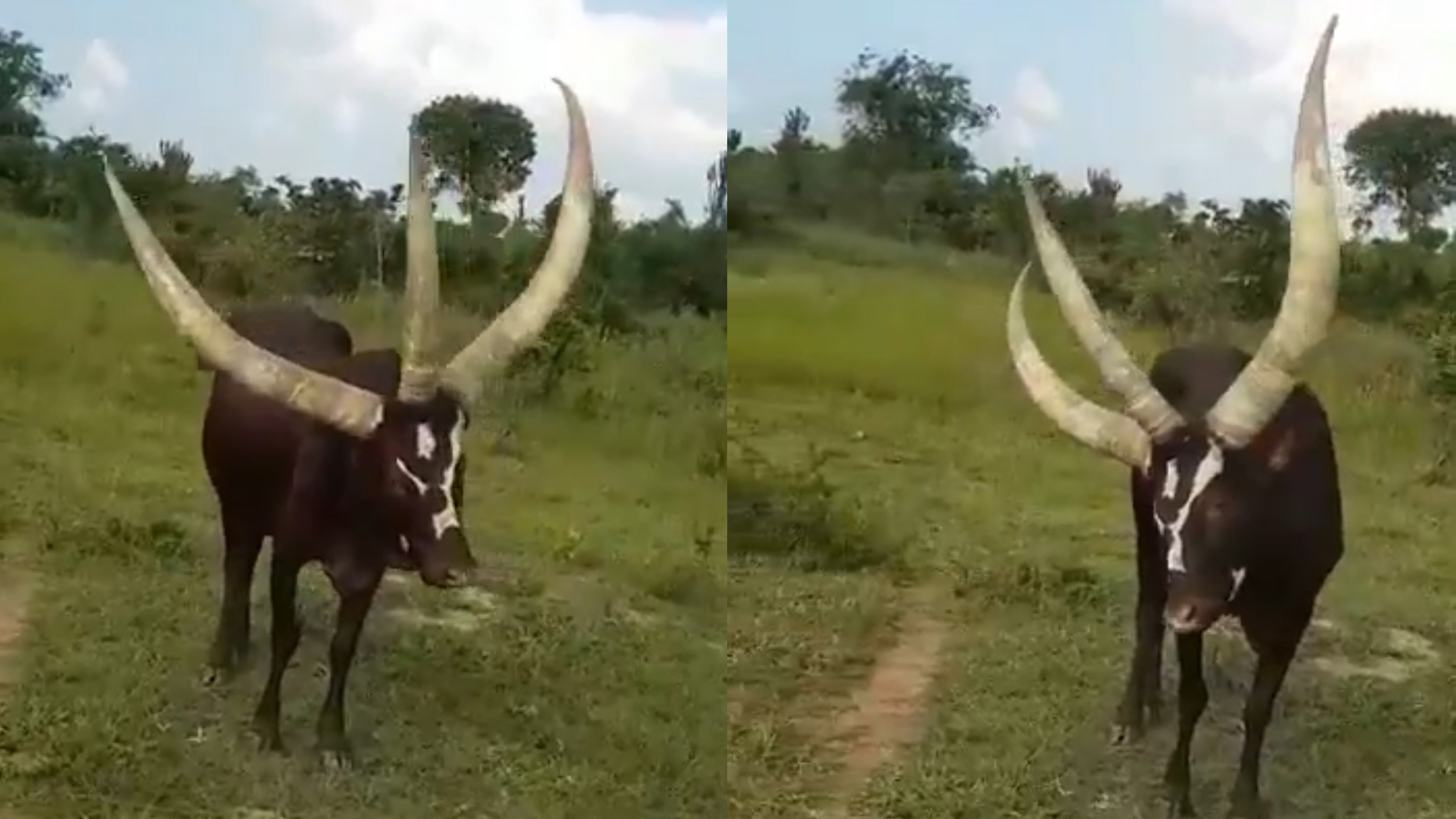 Con bo co 3 sung tuyet dep tren dau hinh anh