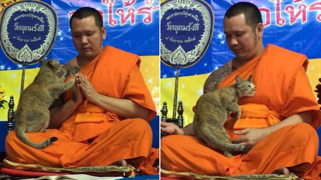 Chu meo gay sot vi lam nha su bi xao nhang khi dang cau nguyen hinh anh