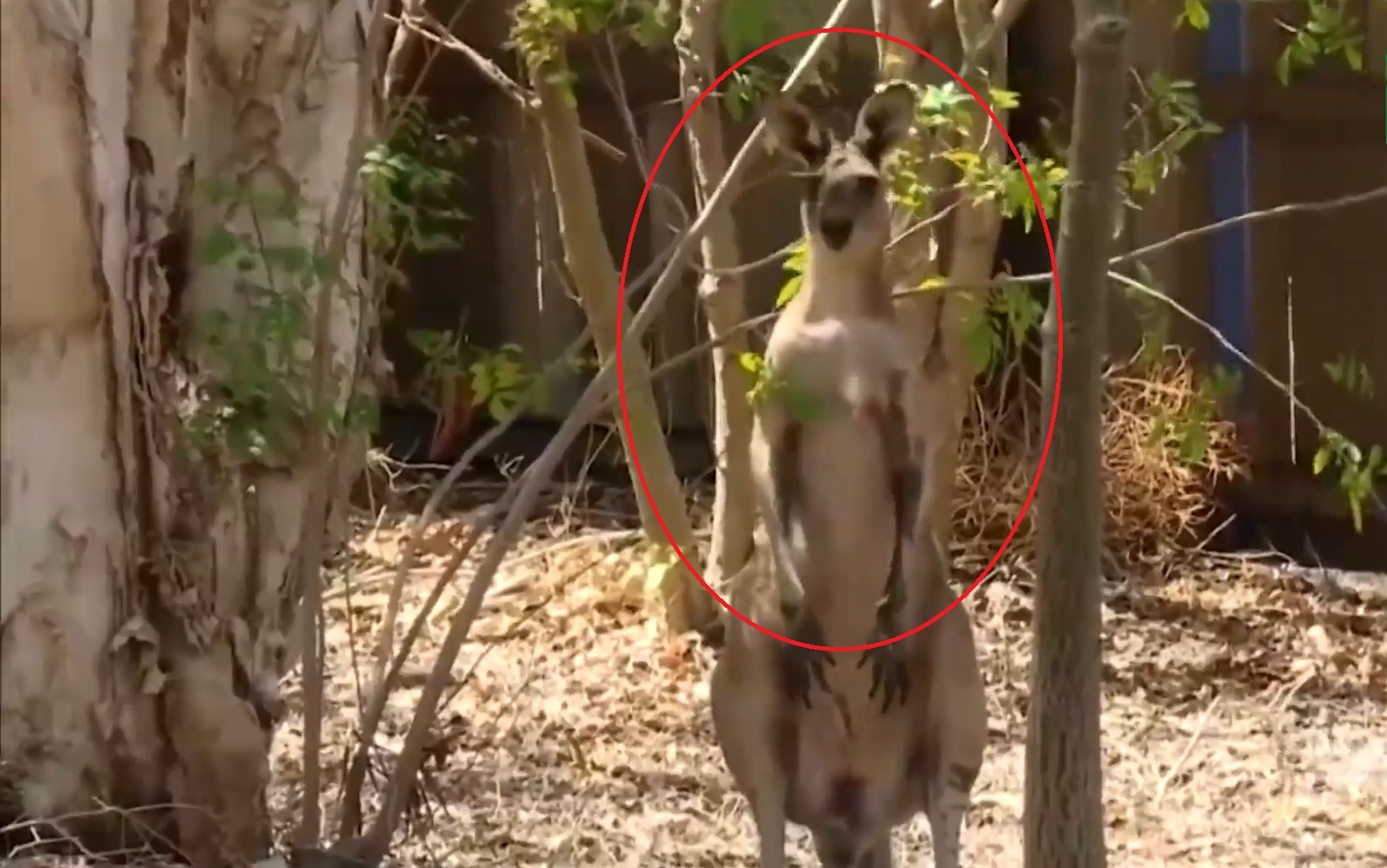 Kangaroo vao nha dan an vung, dam chu nha nhap vien hinh anh