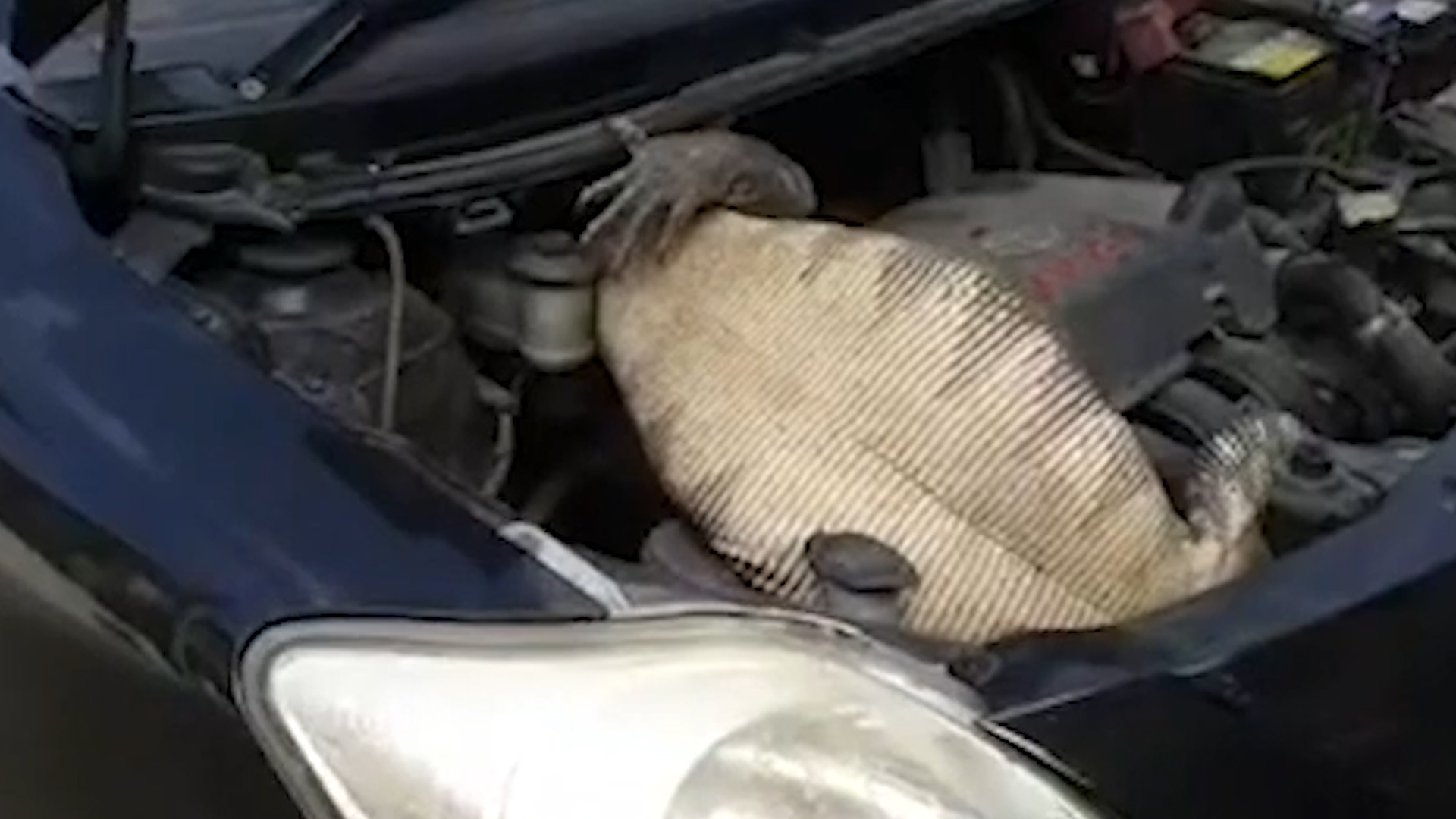 Phat hien than lan khong lo nam canh dong co oto hinh anh