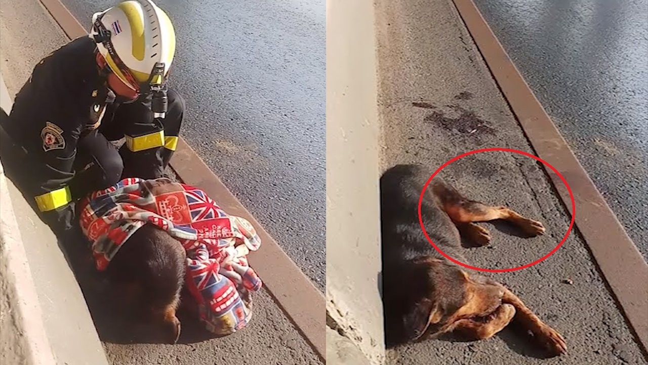 Tai xe Thai Lan cuu chu cho bi thuong vi tai nan giao thong hinh anh