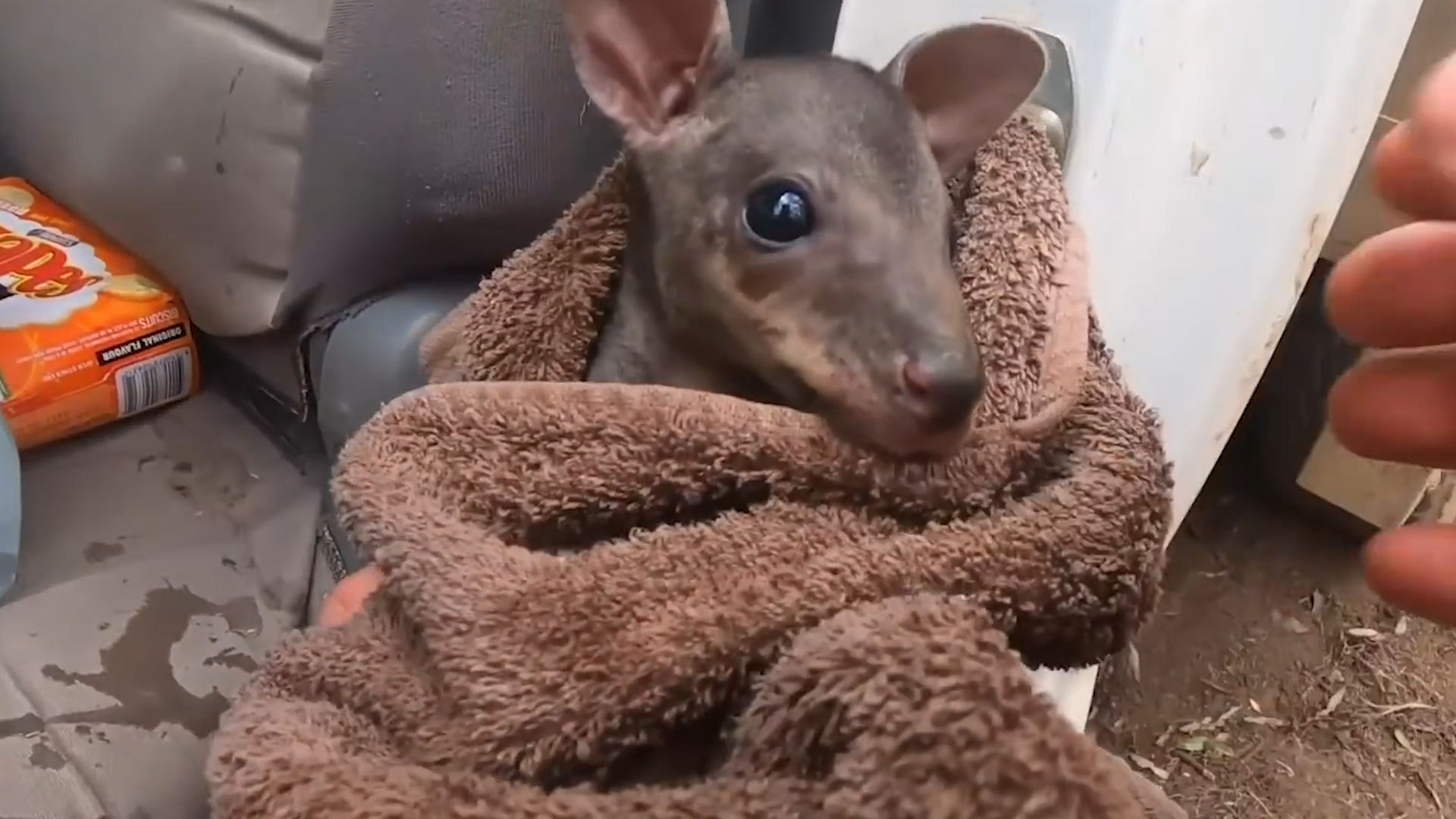 Nguoi dan cuu kangaroo con tu ngon lua dang chay o Australia hinh anh