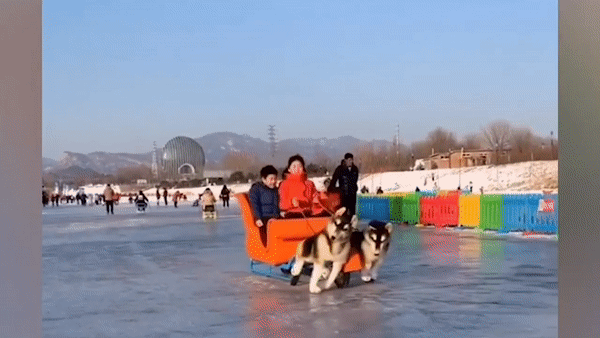 Cho dien gia Alaska Malamute keo xe truot tuyet cho khach gay sot hinh anh