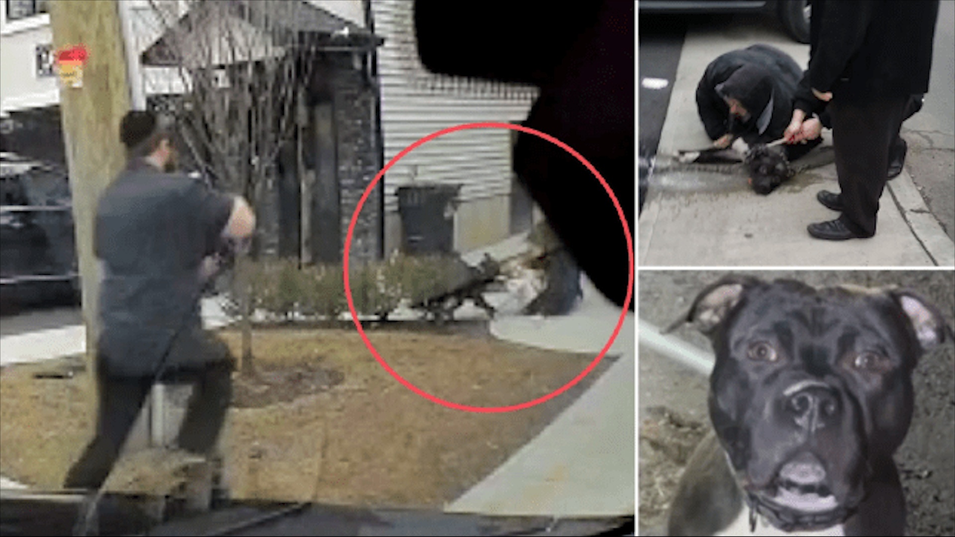 Cho Pitbull tan cong be gai 1 tuoi dang cung chi di dao hinh anh