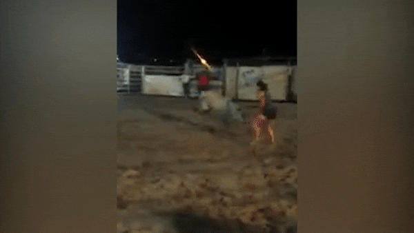 Co gai tay khong vat nga bo tot o Brazil hinh anh