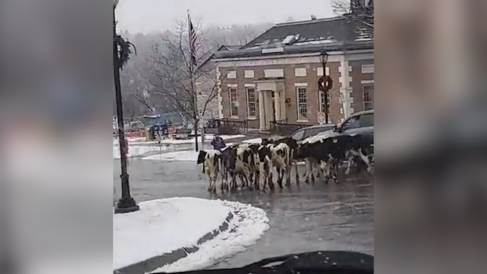 Hang chuc con bo roi khoi xe tai dang chay hinh anh