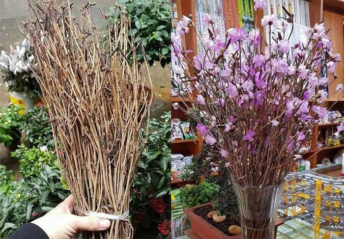 Su that ve hoa do quyen ngu dong o Ha Noi hinh anh