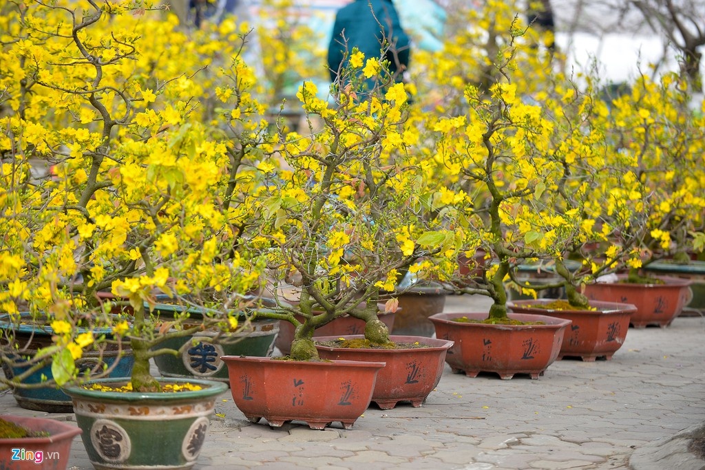 Kho thue mat bang ban hoa tet o TP.HCM hinh anh