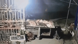 Trom thit heo roi phong xe tau thoat hinh anh