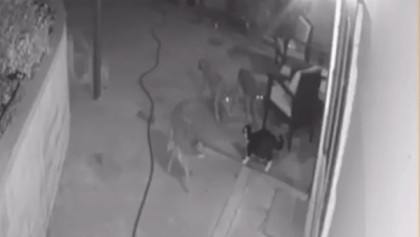 Meo nha mot minh chong choi 3 con soi hung du truoc san nha hinh anh