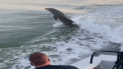 Ca heo tinh nghich boi theo thuyen cuu hoa o Florida hinh anh