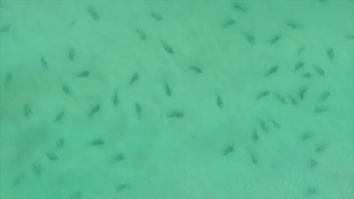 Hang tram con ca map xuat hien o ran san ho lon nhat the gioi hinh anh