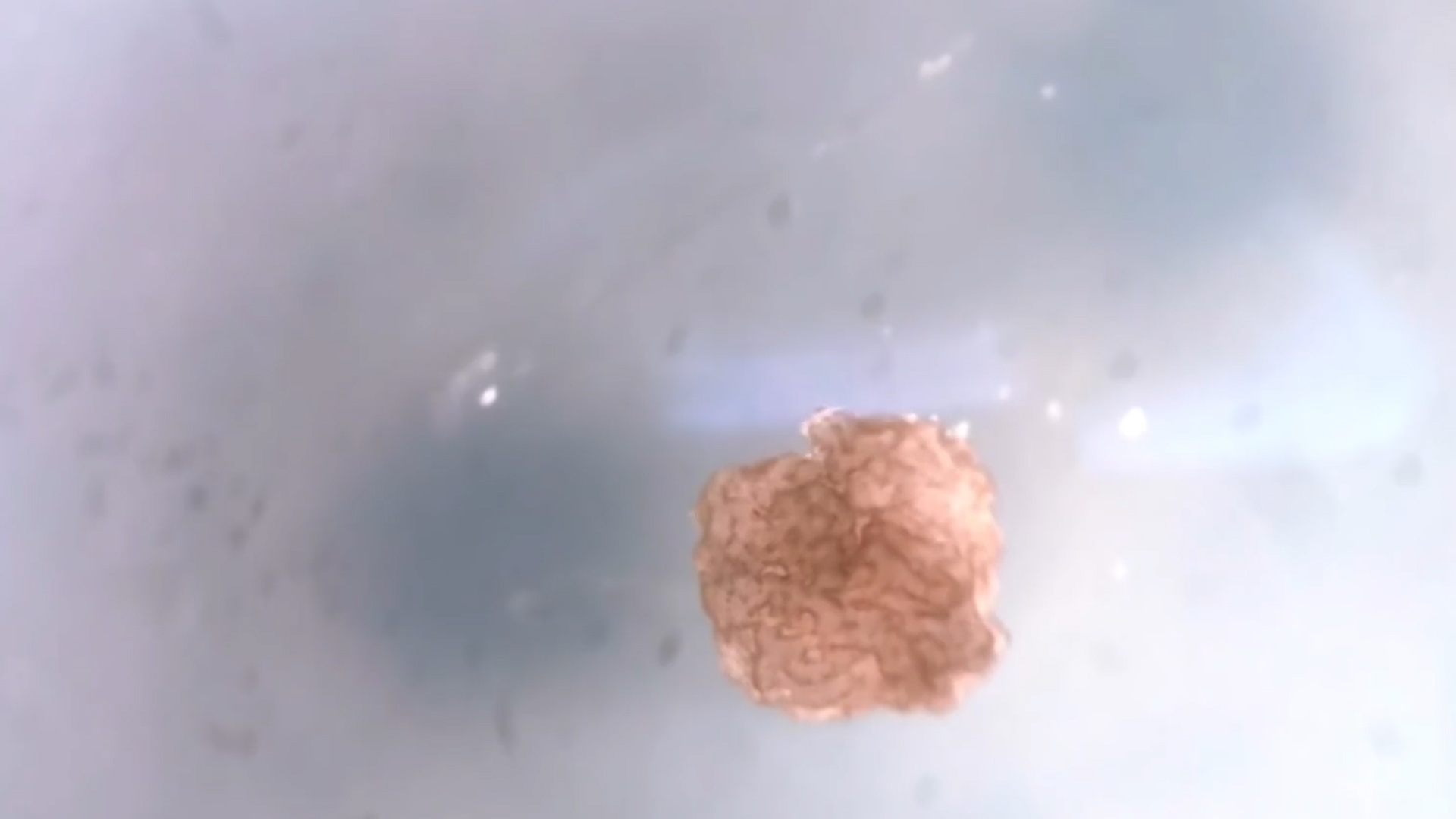 'Robot song' dau tien duoc thiet ke tren tu te bao ech chau Phi hinh anh