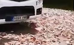 Cao toc tac nghen 3 gio dong ho vi hang nghin con ca bi do ra duong hinh anh