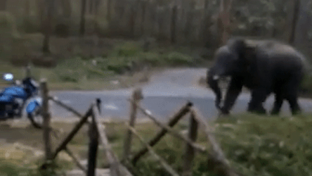 Voi bat ngo lao vao giam dap xe truoc mat kiem lam hinh anh