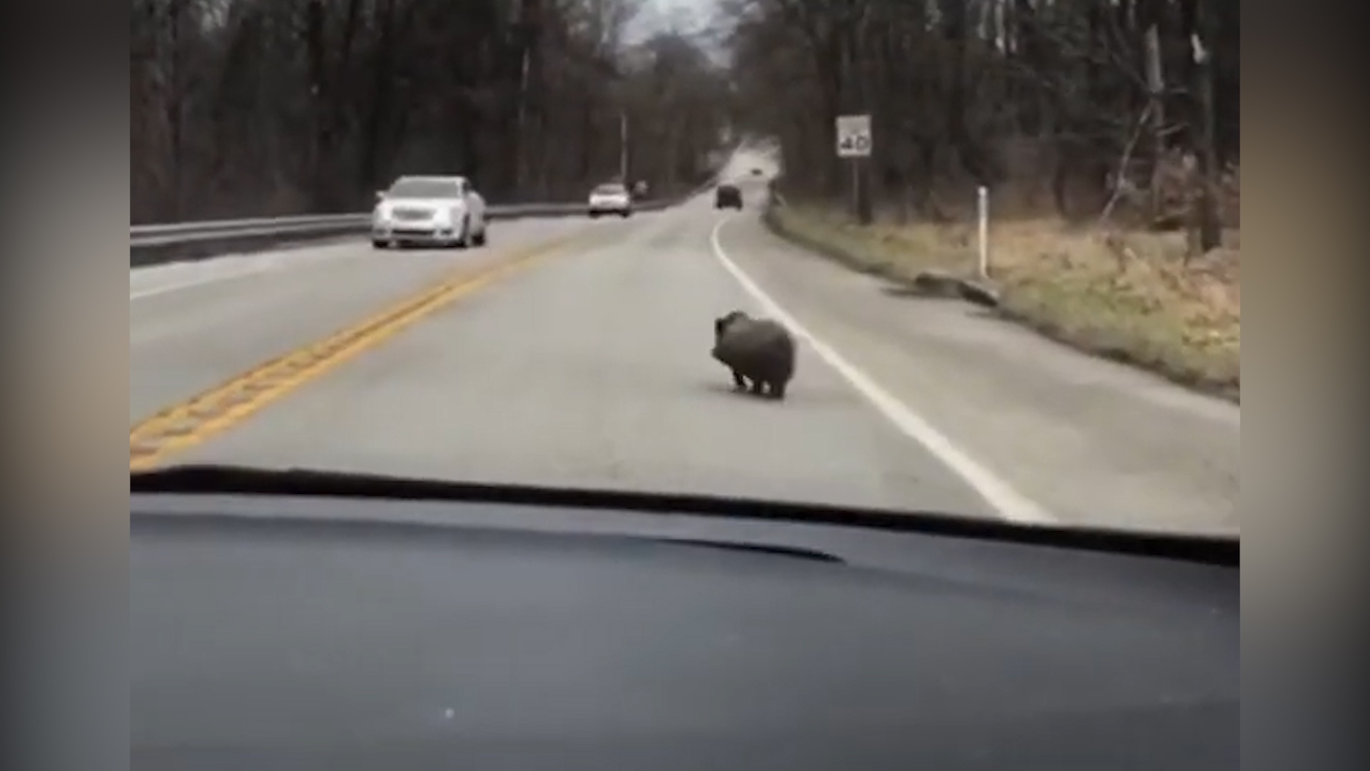 Chu lon di lang thang tren duong gay tac nghen giao thong o My hinh anh