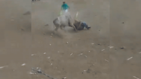 Nguoi dan ong bi bo tot hat tung len troi trong le hoi hinh anh