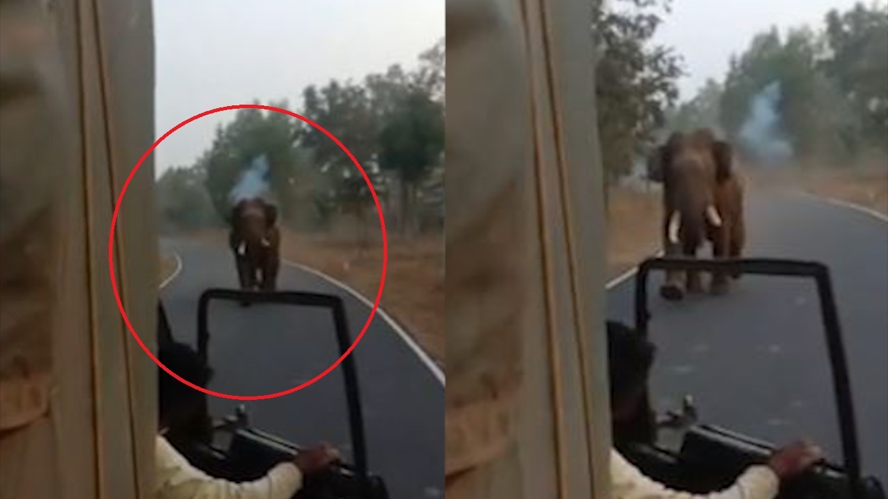 Voi ruot theo tan cong chiec xe khien tai xe hoang hot hinh anh