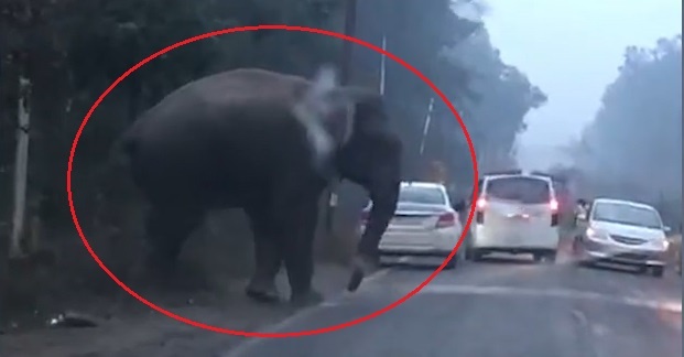 Voi lao ra duong duoi theo oto hinh anh