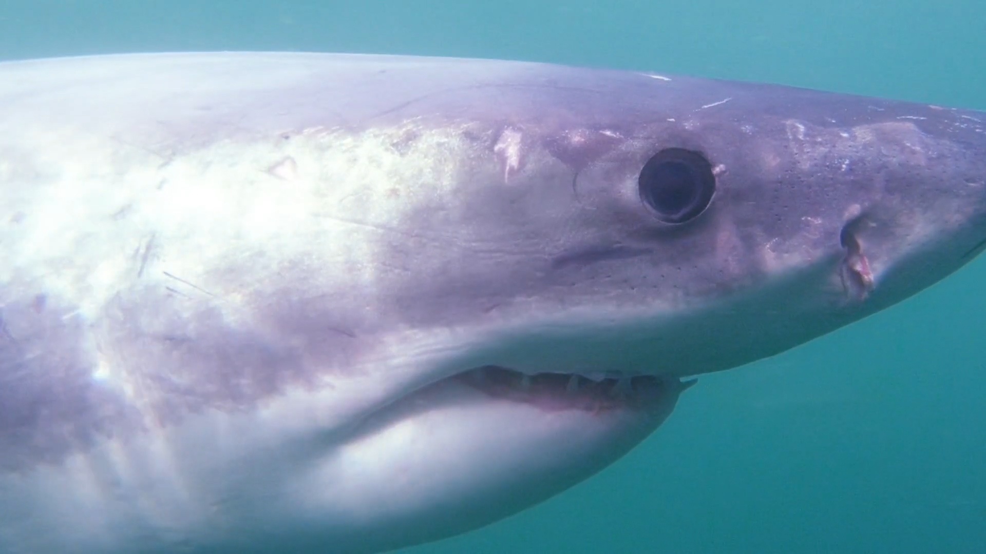 Ca map trang khong lo boi qua truoc ong kinh tho lan hinh anh