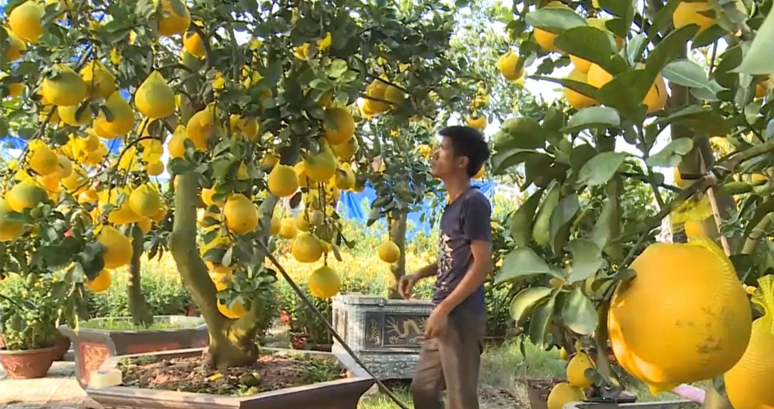 Hoa kieng doc la phuc vu Tet o Da Nang hinh anh