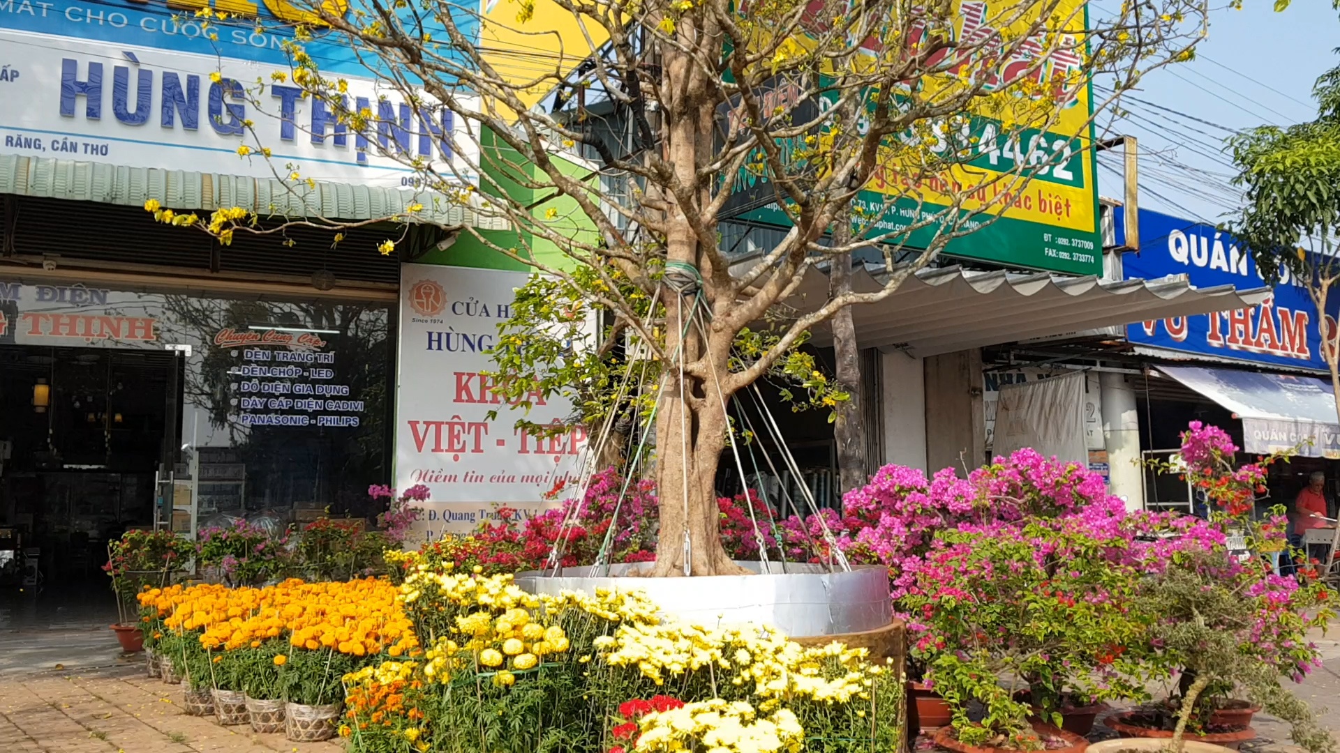 Cay mai tren tram tuoi gia 2,4 ty o Can Tho hinh anh