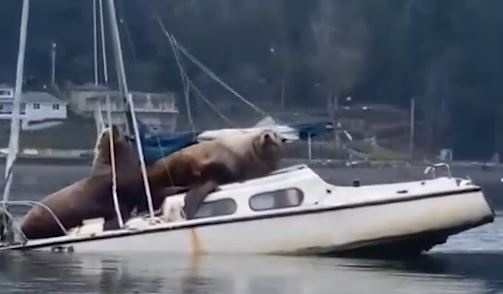 Cap su tu bien nang ca tan phoi minh, suyt nhan chim thuyen tren bien hinh anh