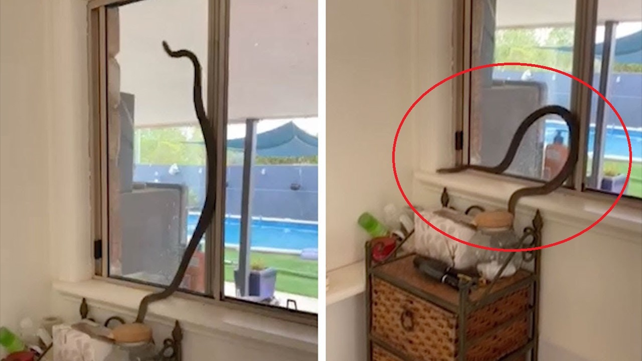 Phat hien ran chui vao nha vi quen dong cua hinh anh