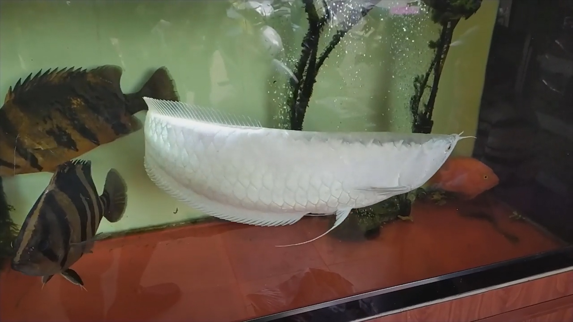 Ca rong bach tang quy hiem co gia 50.000 USD tai Viet Nam hinh anh