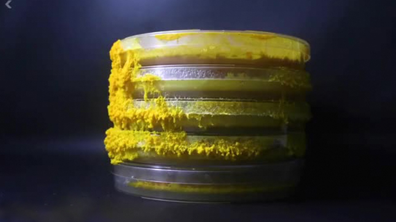 Sinh vat la co 720 gioi tinh, khong nao nhung thong minh hinh anh