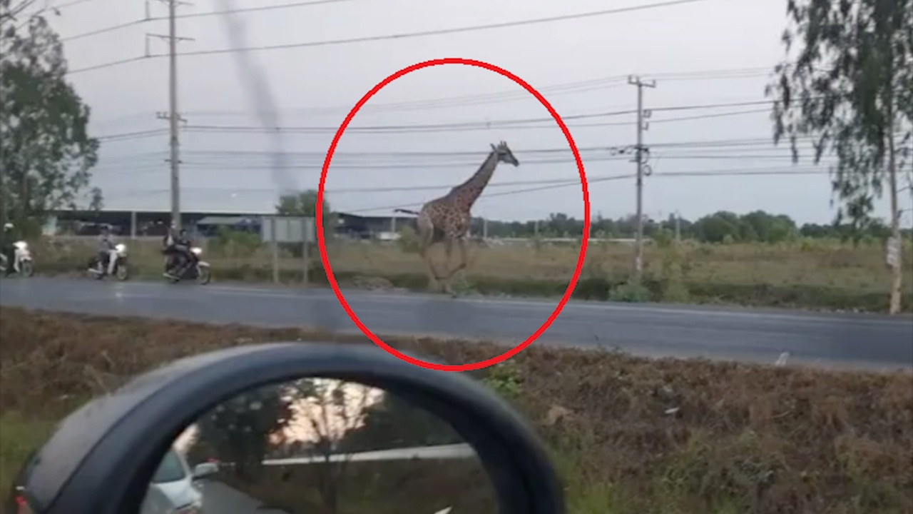 Xe may duoi theo huou cao co vi gay ra tai nan giao thong hinh anh