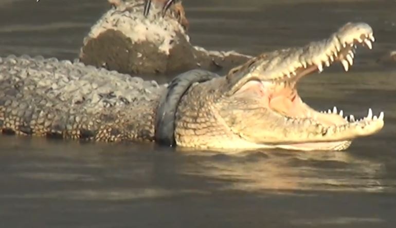 Treo thuong cho nguoi Indonesia thao lop xe khoi than ca sau hinh anh